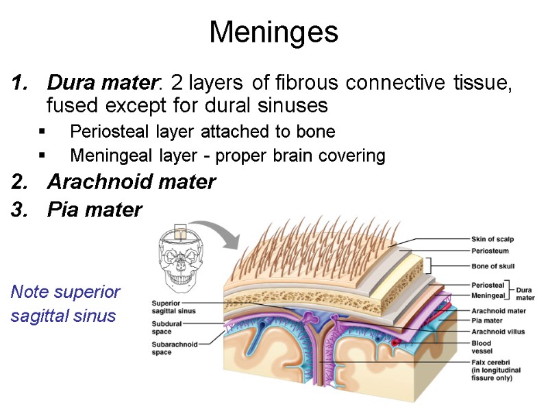 Meninges Dura mater: 2 layers of fibrous connective tissue, fused except for dural sinuses